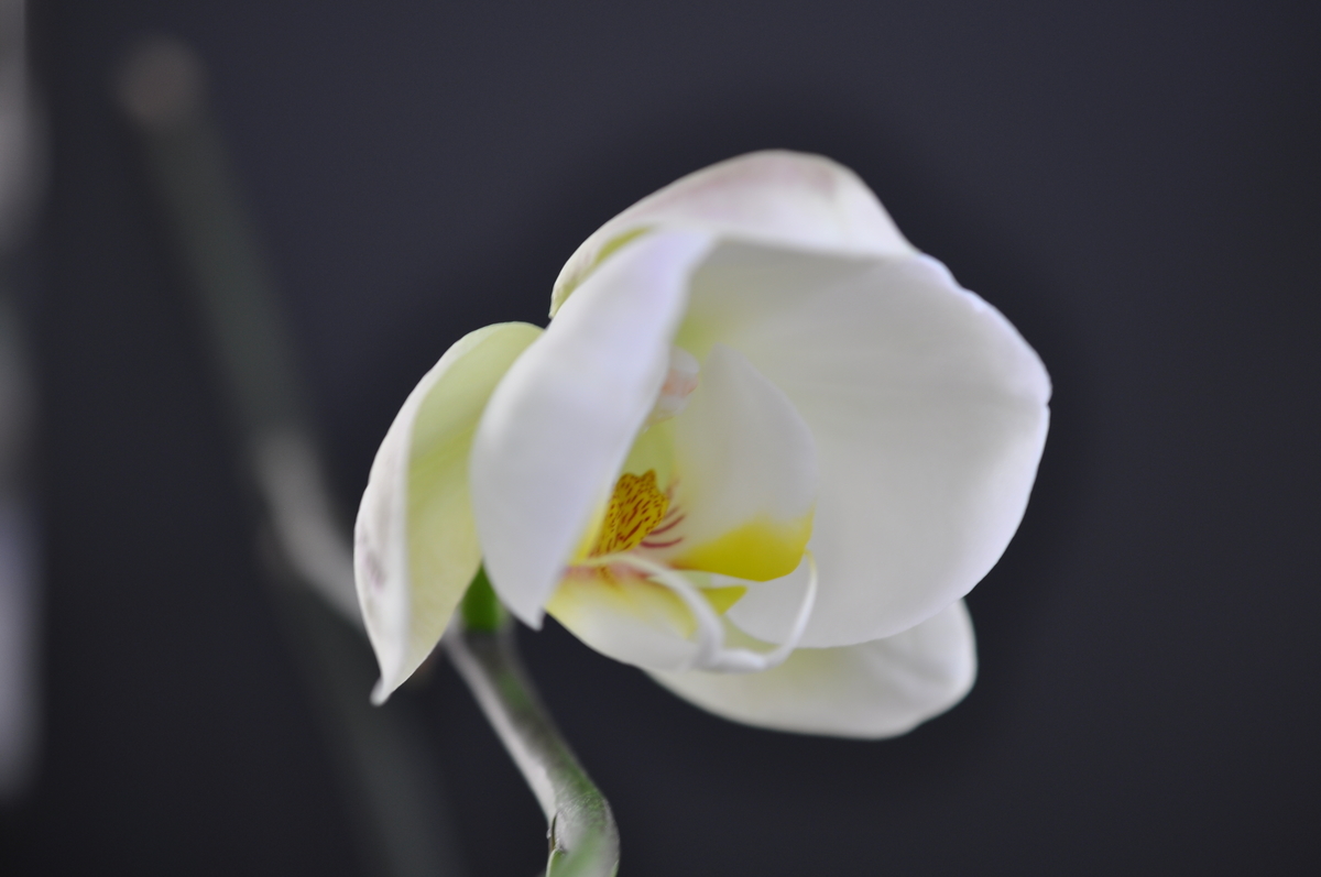 f:id:hon:20210517143016j:plain