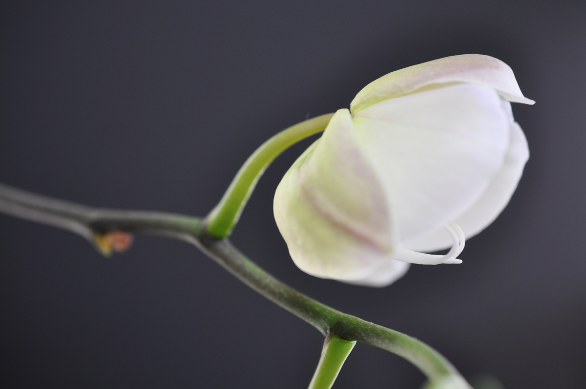 f:id:hon:20210517143120j:plain