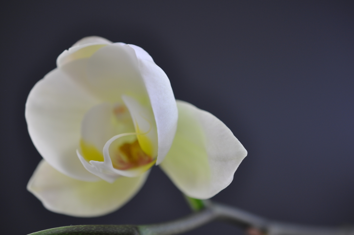 f:id:hon:20210517144708j:plain