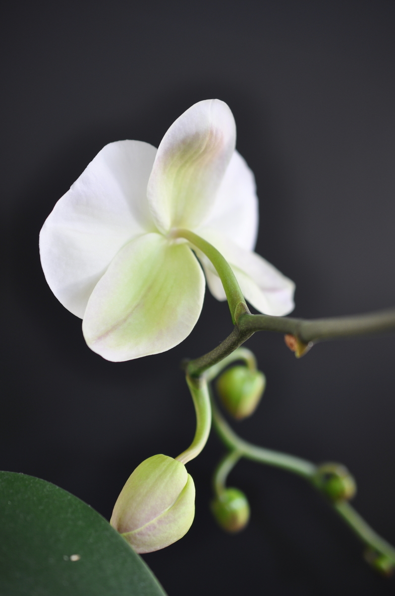 f:id:hon:20210518112304j:plain