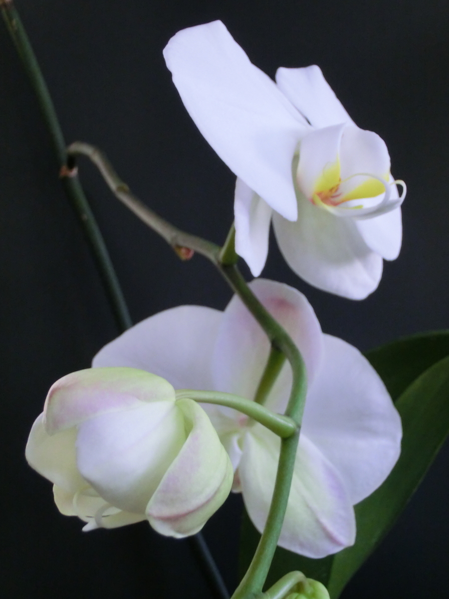 f:id:hon:20210525153256j:plain