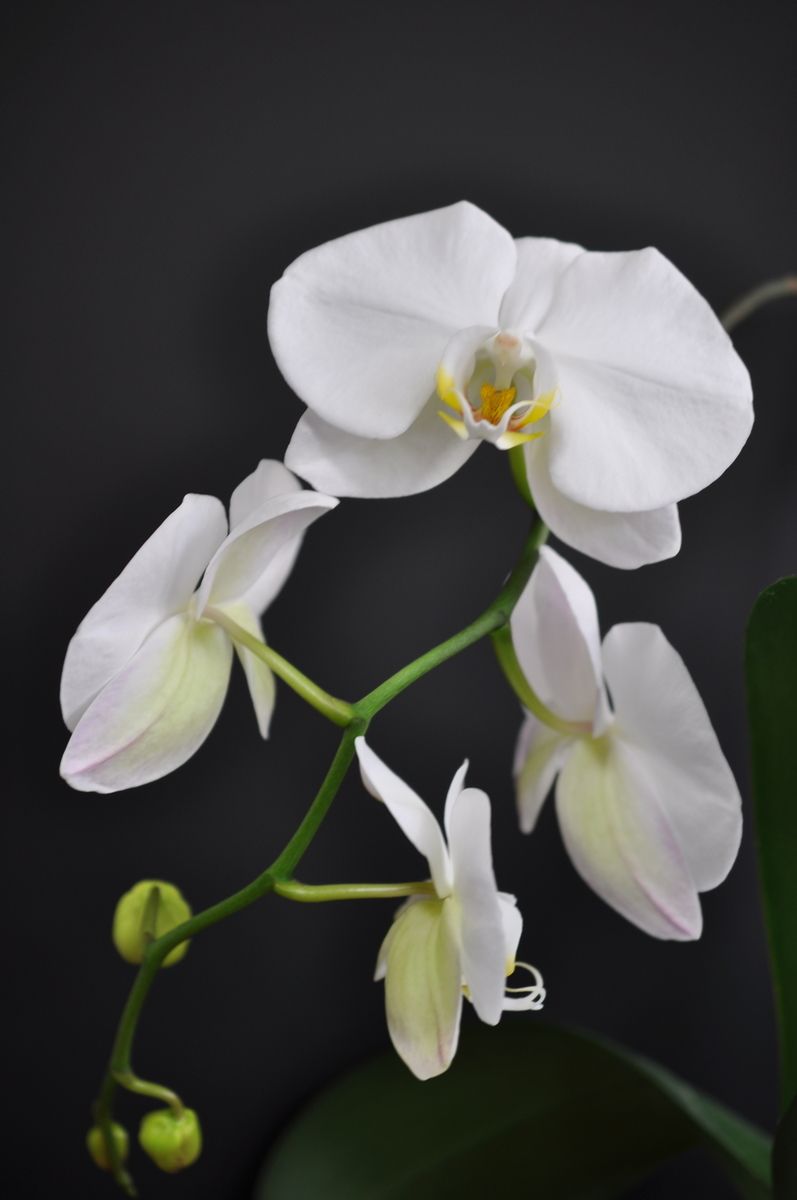 f:id:hon:20210601115546j:plain