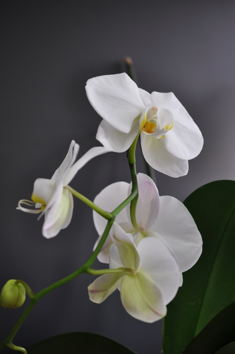 f:id:hon:20210601120417j:plain