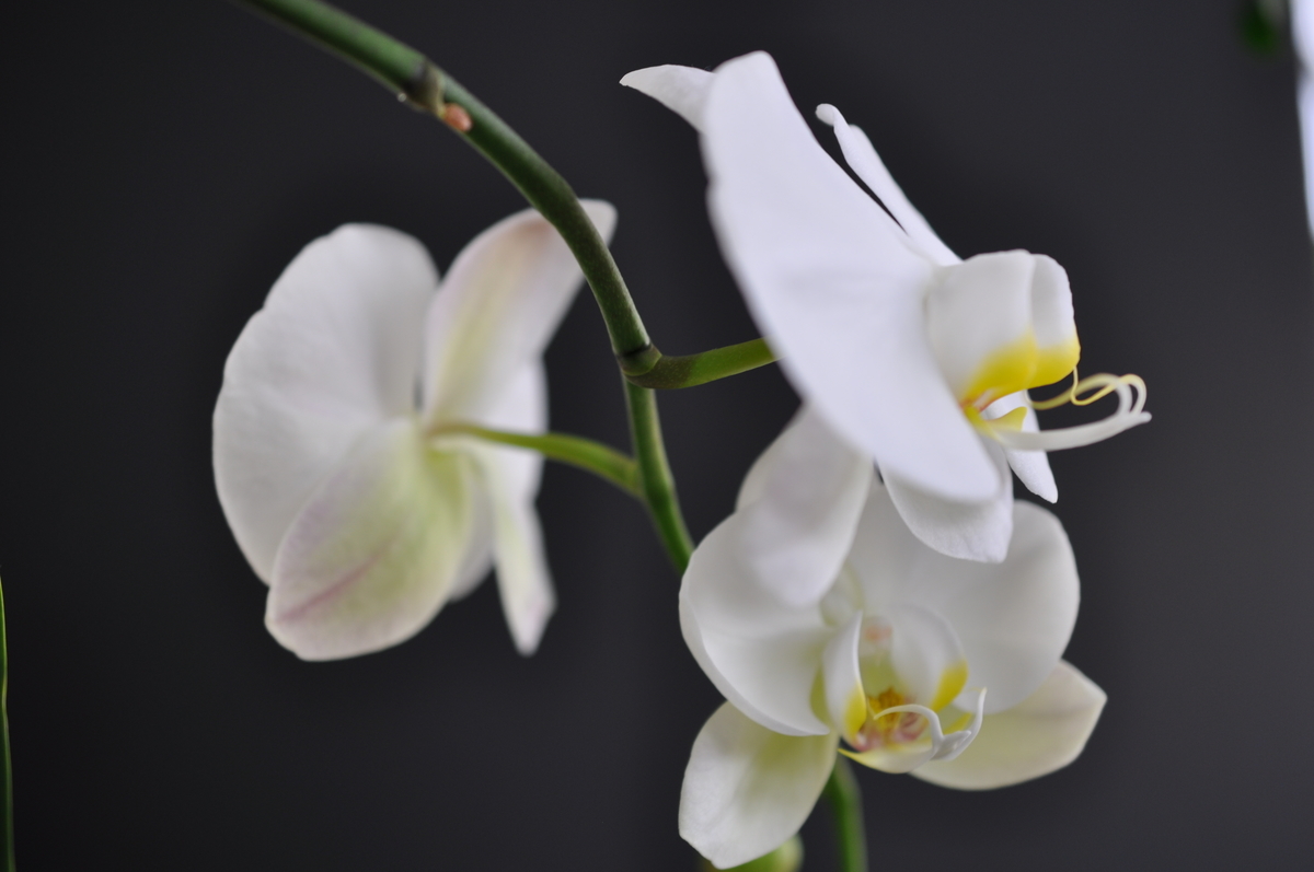 f:id:hon:20210601120813j:plain