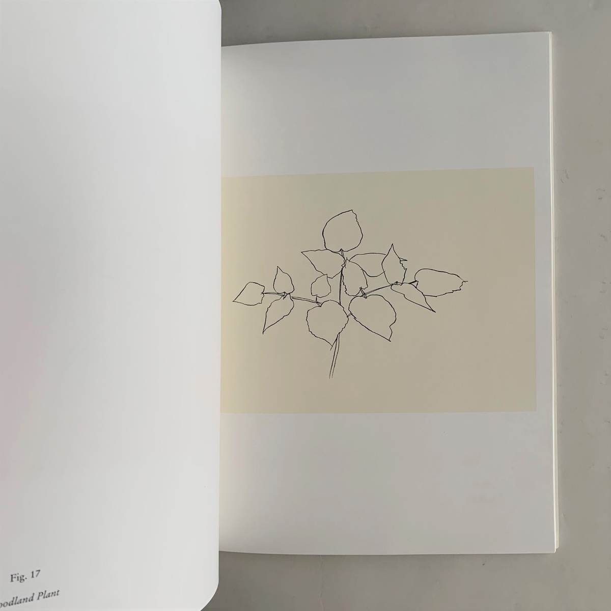 Ellsworth Kelly Plant Lithograエルズワース・ケリー Ellsworth Kelly: Plant Lithographs 1973-1997 - 本まるさん