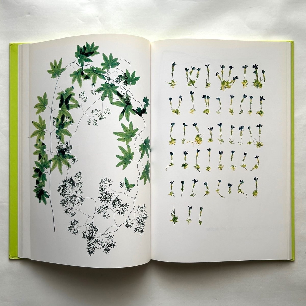 Flora / Nick Knight - 本まるさんかくしかく Blog Flora / Nick Knight - 本まるさんかくしかく Blog