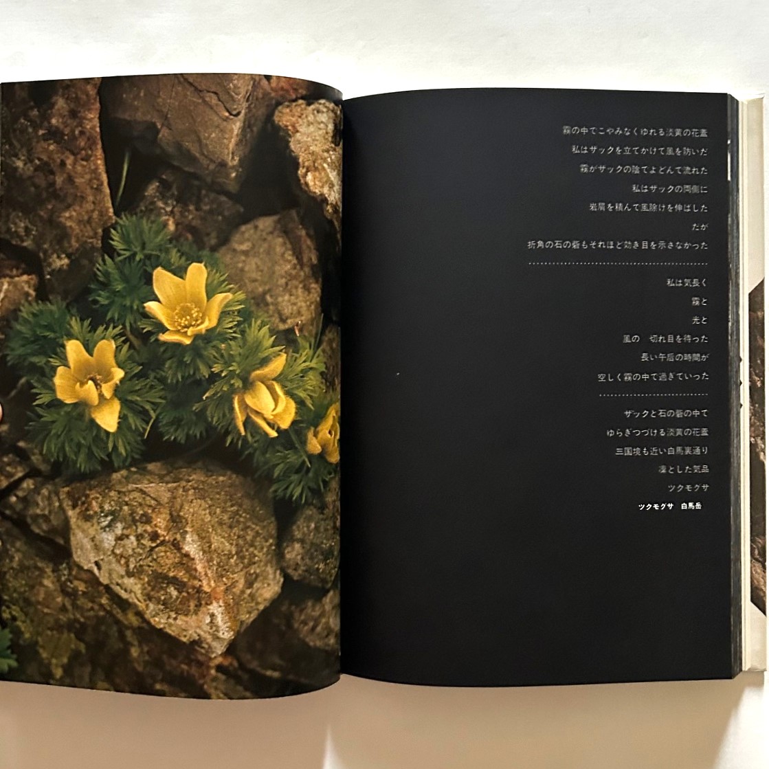 山の季節 田淵行男写真集 山の季節 | 田淵行男 | nostos books ノスト