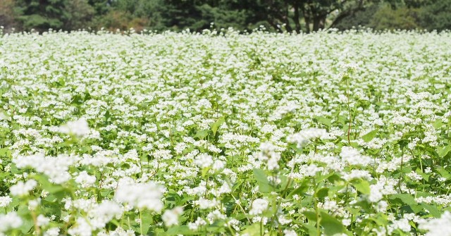 f:id:honblog:20191103172145j:image f:id:honblog:20191103172145j:image