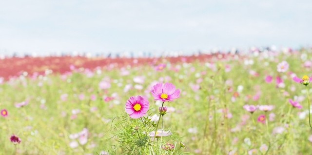 f:id:honblog:20191103172222j:image f:id:honblog:20191103172222j:image