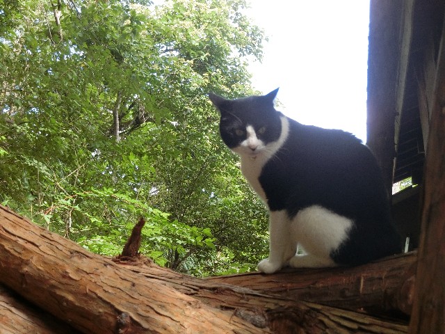 f:id:honblog:20191116154511j:image