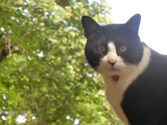 f:id:honblog:20191116154540j:image