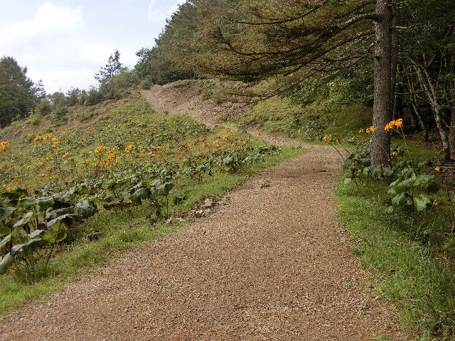 f:id:honblog:20191116154556j:image