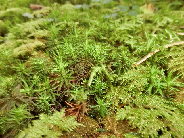 f:id:honblog:20191116155202j:image