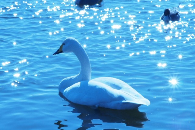 f:id:honblog:20200220131324j:image