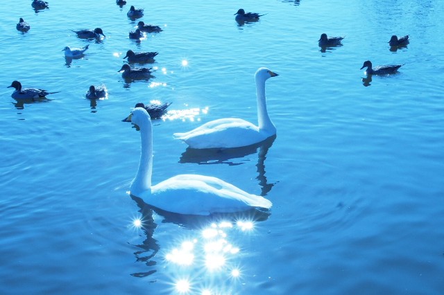 f:id:honblog:20200220131418j:image
