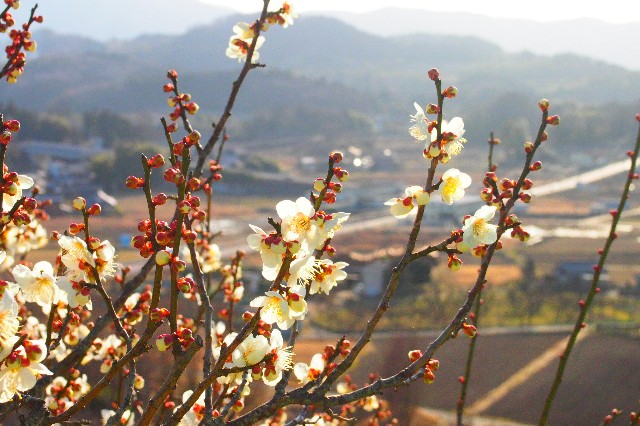 f:id:honblog:20200309142739j:image