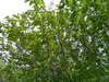 f:id:honda-jimusyo:20100502142711j:plain