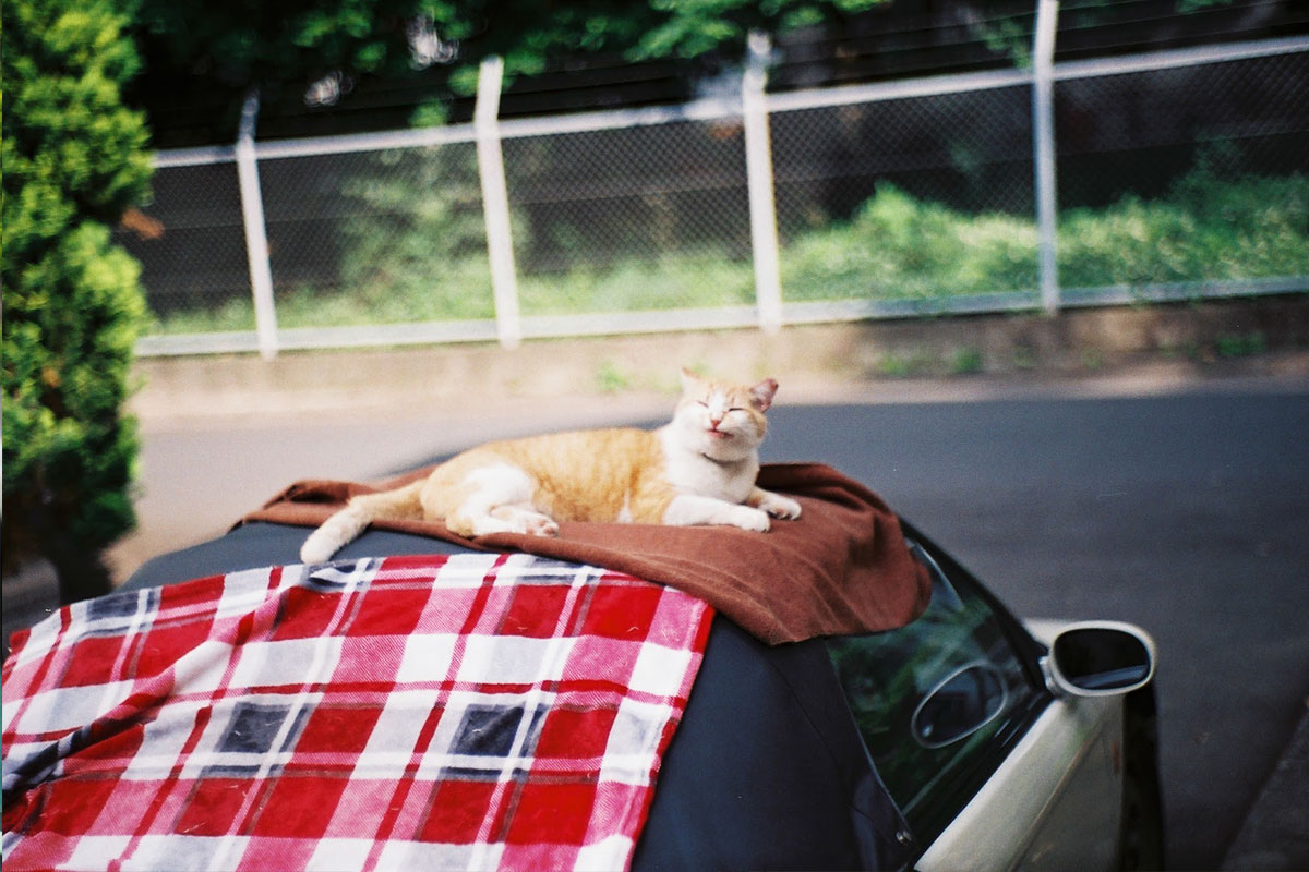 Honda「ビート」の幌の上に乗る猫ちゃん