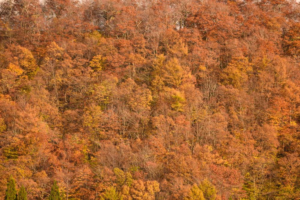 紅葉