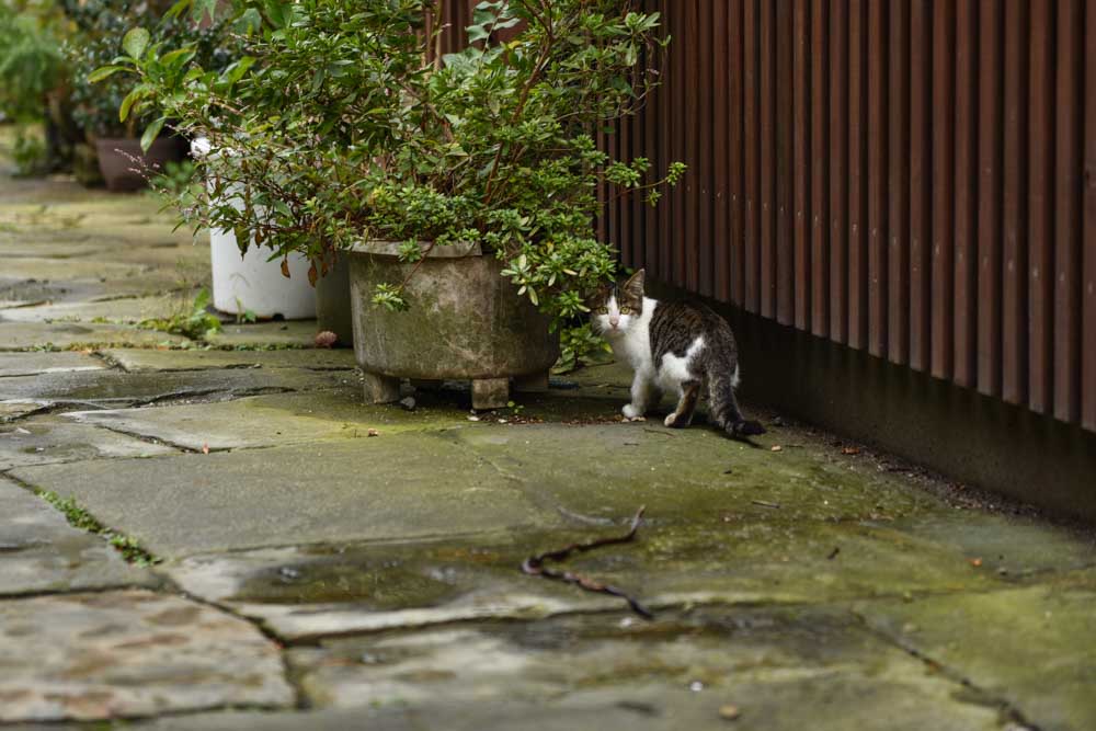 猫と遭遇