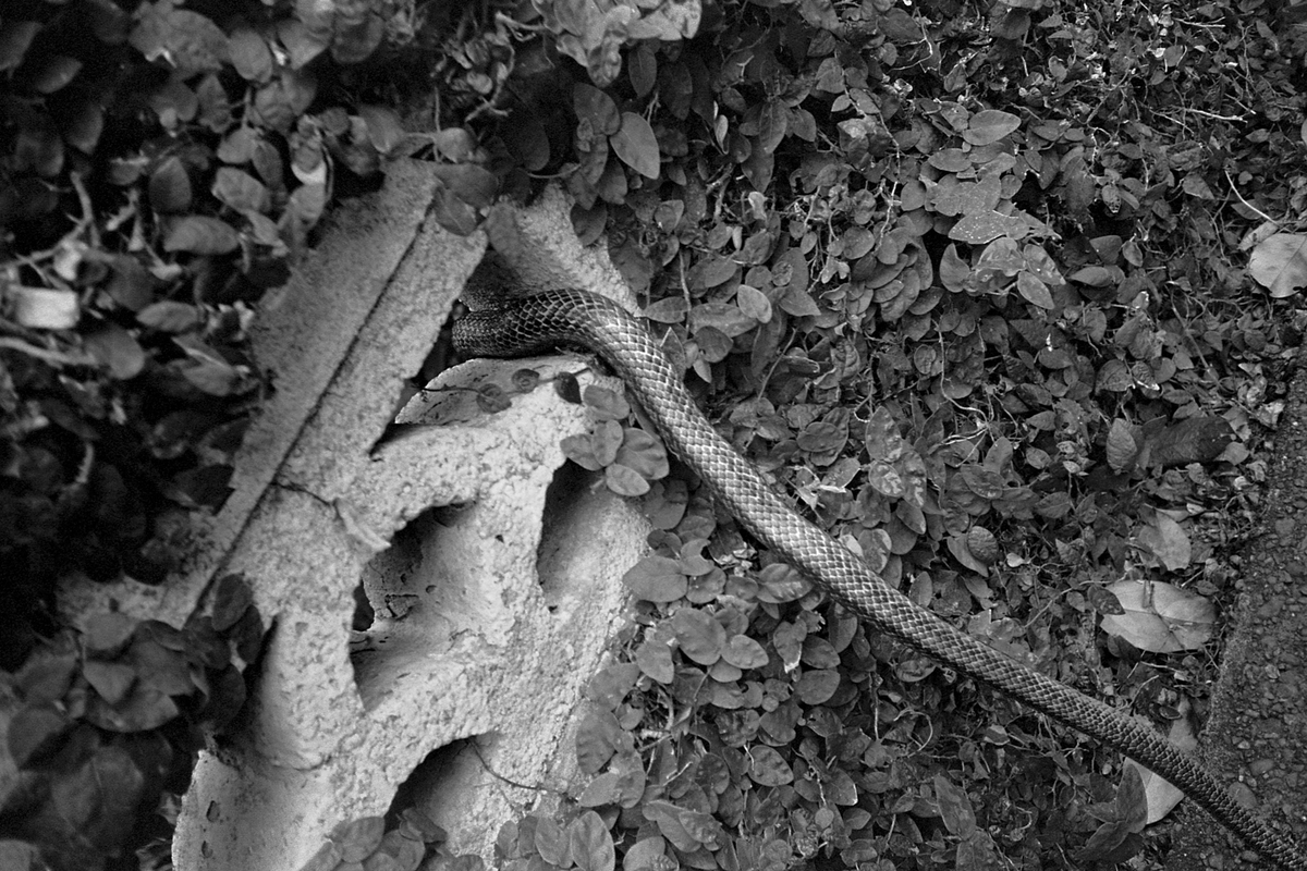 f:id:honday3:20210704195656j:plain