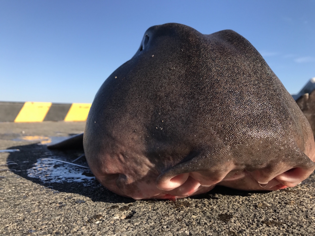 冬の伊豆大島で釣れた魚たち 17 12 23 4 まぐろぐ 冬の伊豆大島で釣れた魚たち 17 12 23 4 まぐろぐ