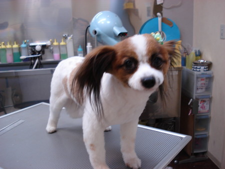 f:id:honey-ponta:20070501215541j:image