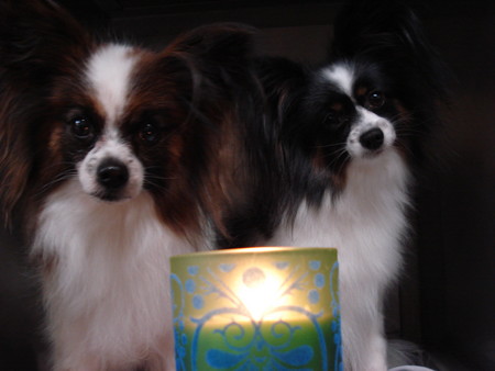 f:id:honey-ponta:20070513205439j:image