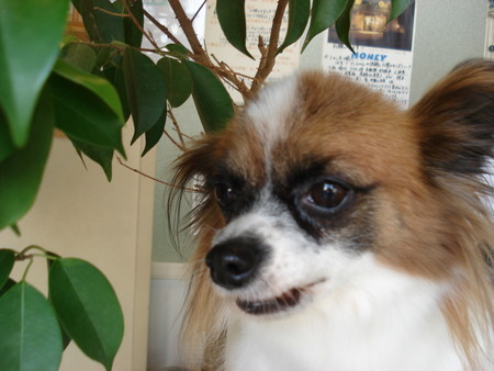 f:id:honey-ponta:20070513205524j:image