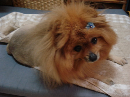 f:id:honey-ponta:20070513210229j:image