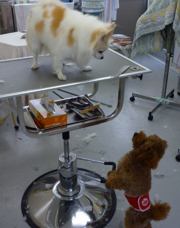 f:id:honey-ponta:20091213191139j:image