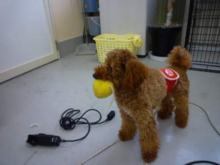 f:id:honey-ponta:20091213191202j:image