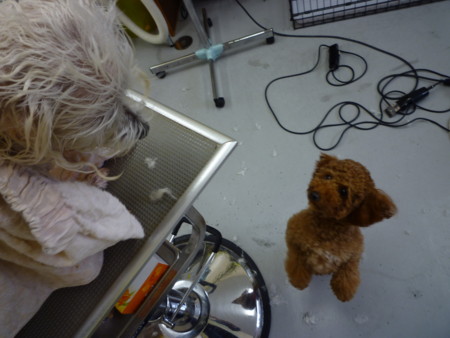 f:id:honey-ponta:20091213191220j:image