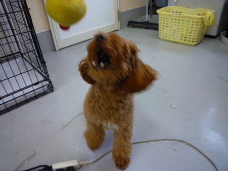 f:id:honey-ponta:20091213191237j:image