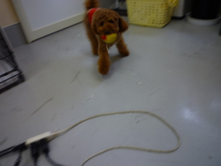 f:id:honey-ponta:20091213191254j:image