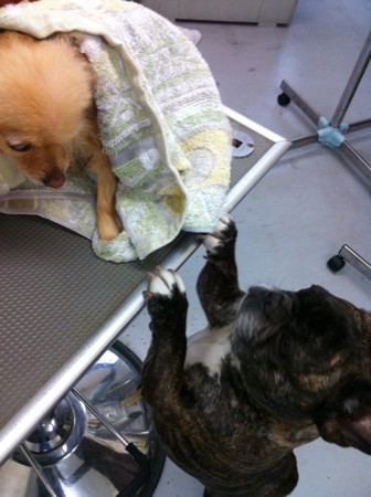 f:id:honey-ponta:20110508185532j:image