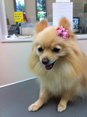 f:id:honey-ponta:20110508185533j:image