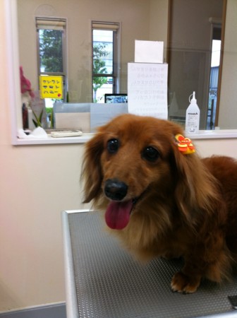 f:id:honey-ponta:20110508185534j:image