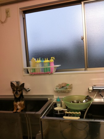 f:id:honey-ponta:20110508185535j:image
