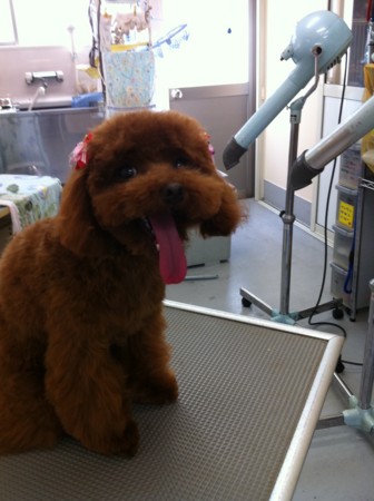 f:id:honey-ponta:20110508185540j:image