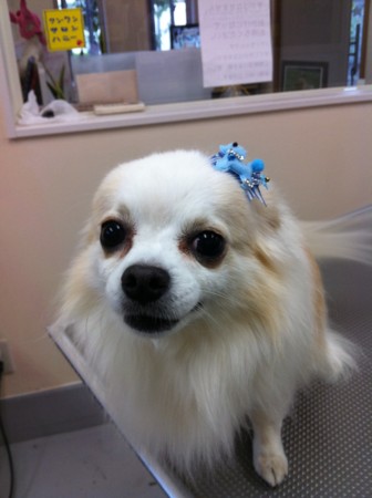 f:id:honey-ponta:20110508185541j:image