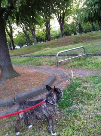 f:id:honey-ponta:20110508185544j:image