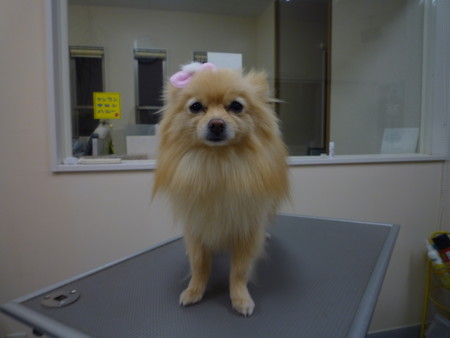 f:id:honey-ponta:20120218201517j:image