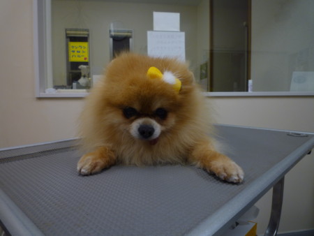 f:id:honey-ponta:20120218201532j:image