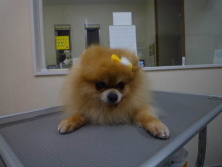 f:id:honey-ponta:20120218201547j:image