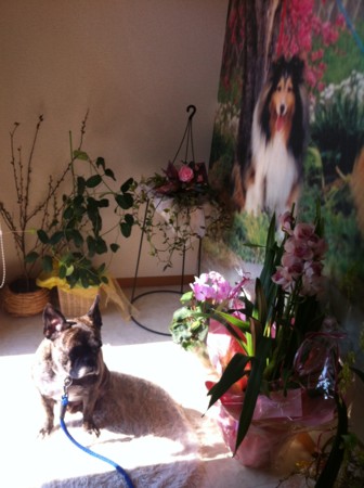 f:id:honey-ponta:20120406181151j:image