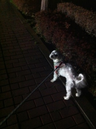 f:id:honey-ponta:20120406192652j:image