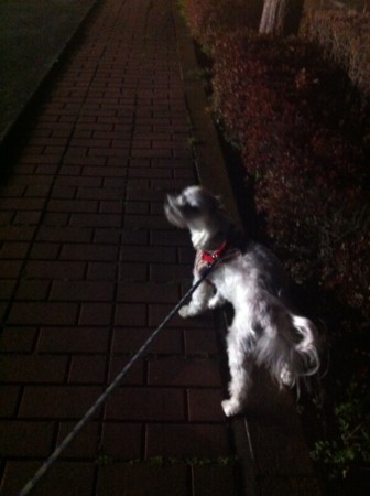 f:id:honey-ponta:20120406192700j:image