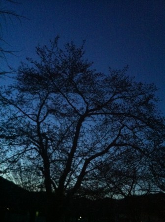 f:id:honey-ponta:20120406192706j:image