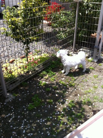 f:id:honey-ponta:20120429193154j:image
